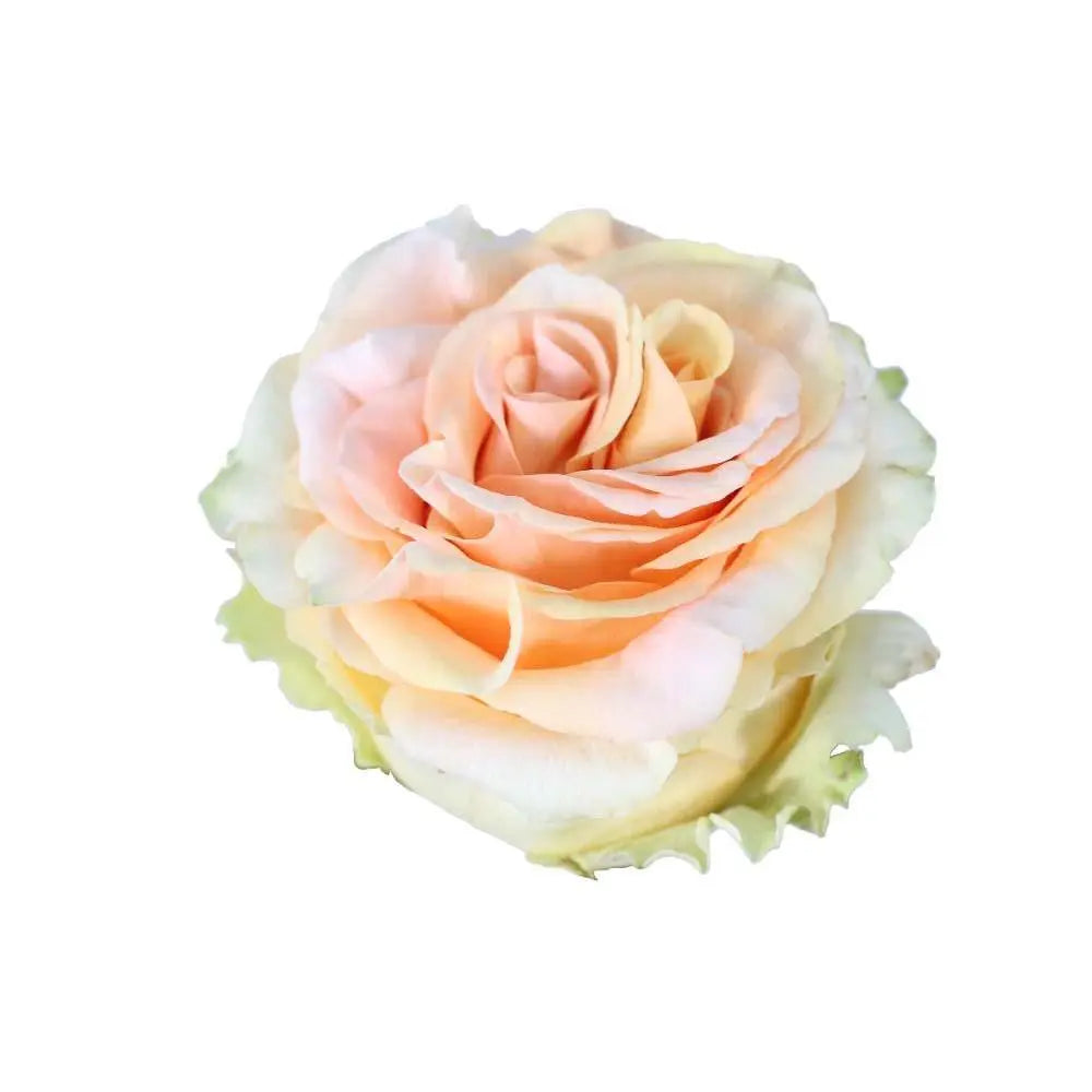 Rose Finess
