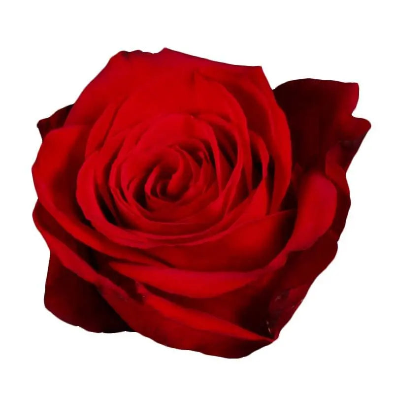 Rose Freedom