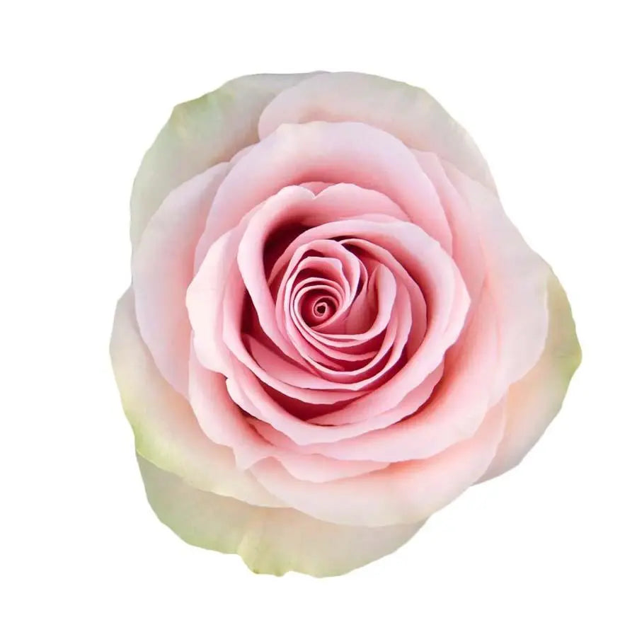 Rose Frutteto