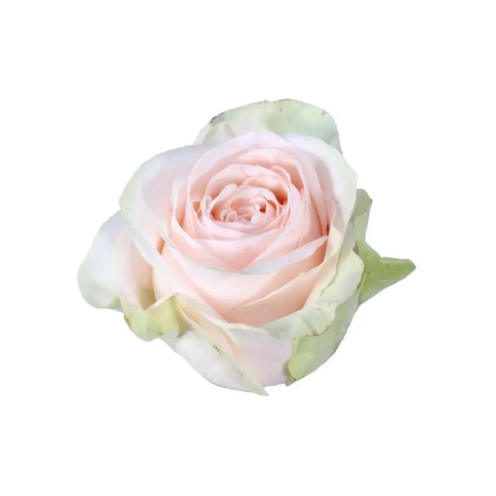 Rose Garden Spirit - 100 Stems – PetalDriven
