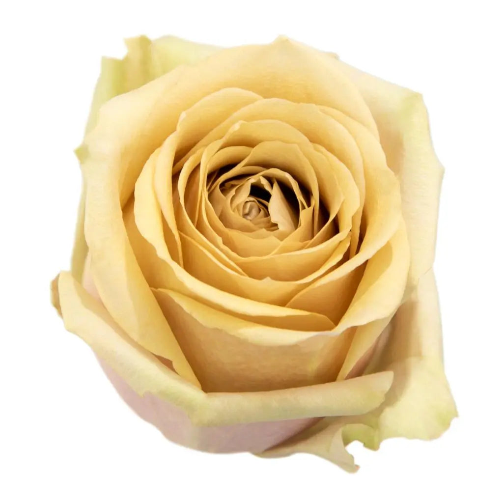 Rose Golden Mustard