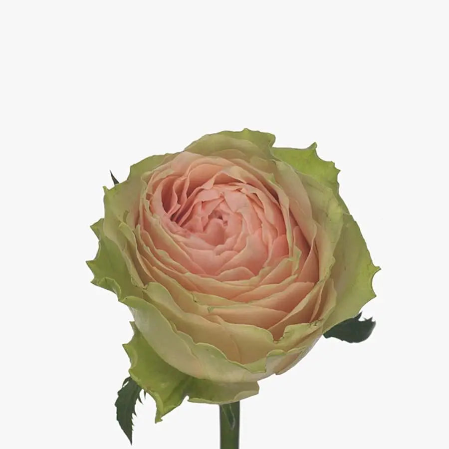 Rose Gravity - 40 Stem Bunch Holex Dutch