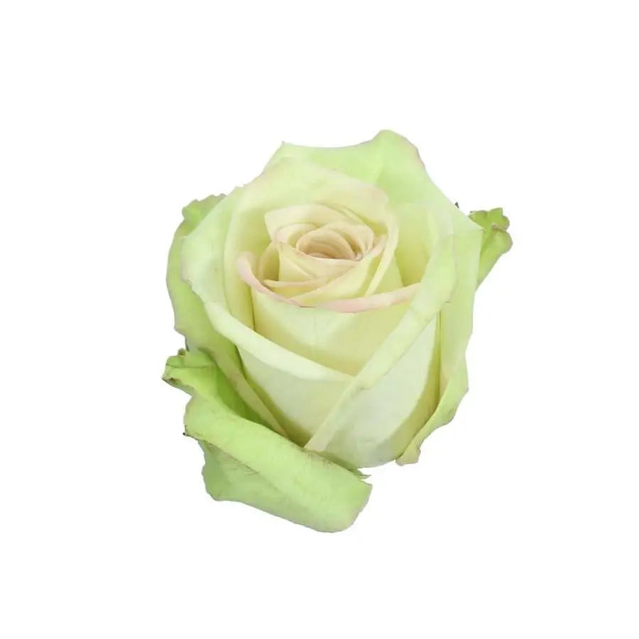Rose Green Fashion