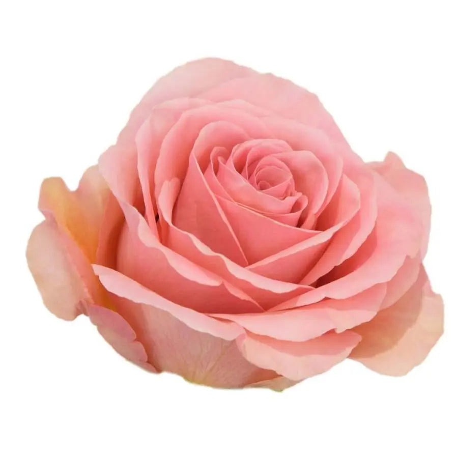 Rose Hermosa