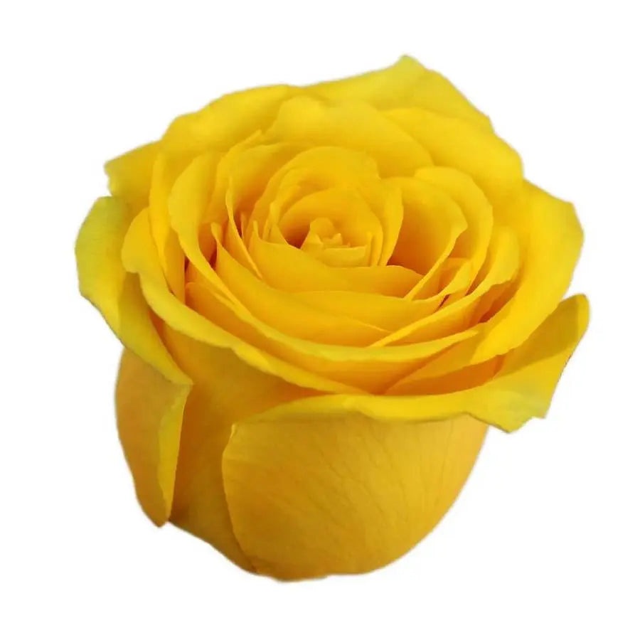 Rose High & Exotic