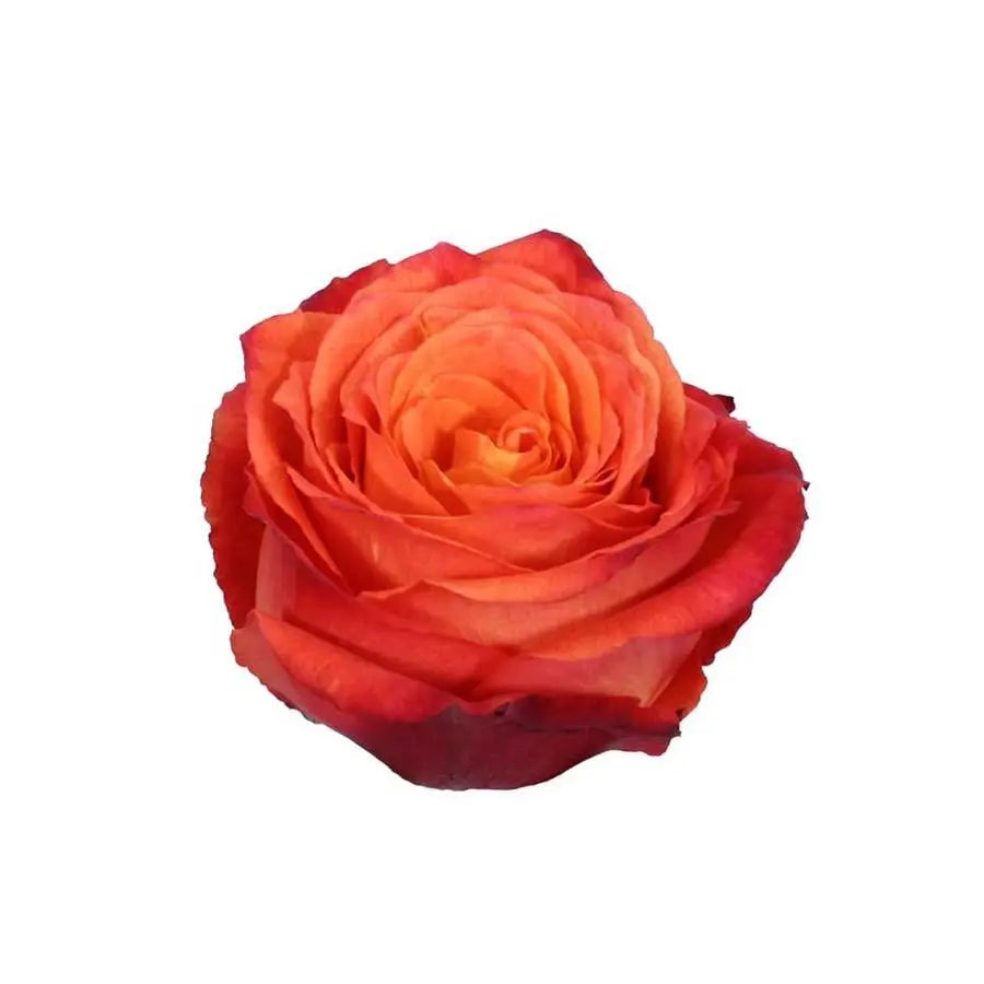 Rose High & Intenzz