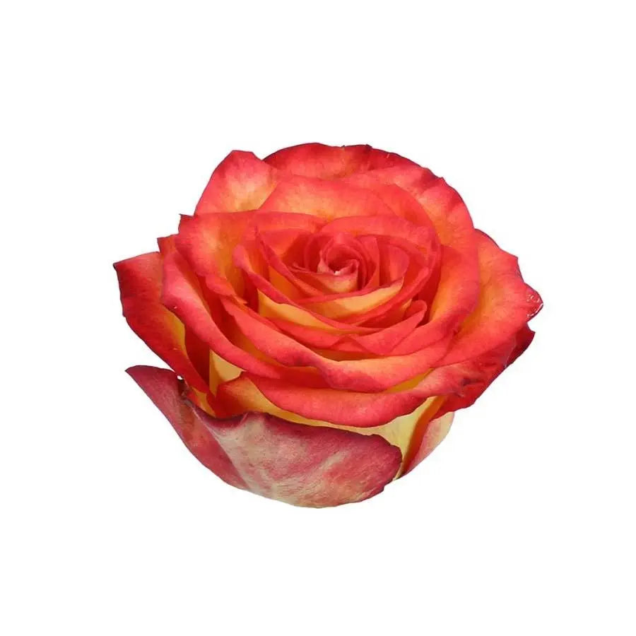 Rose High & Magic