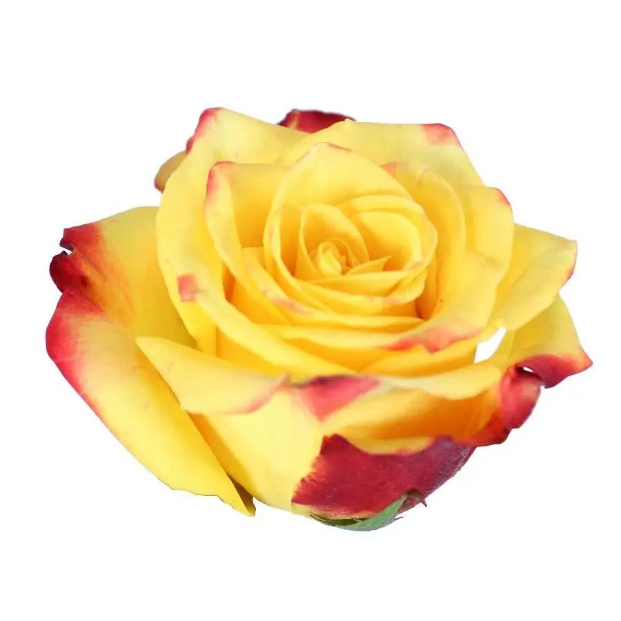 Rose High & Yellow Flame