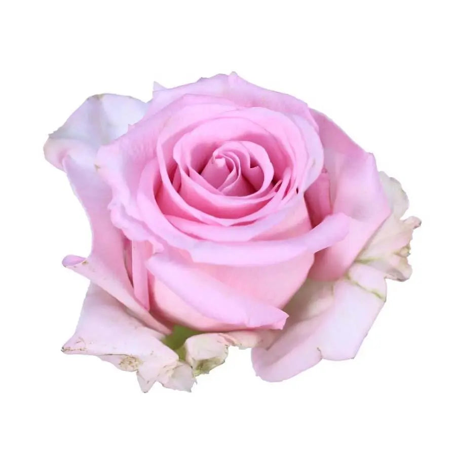 Rose Jessika - 100 Stems – PetalDriven