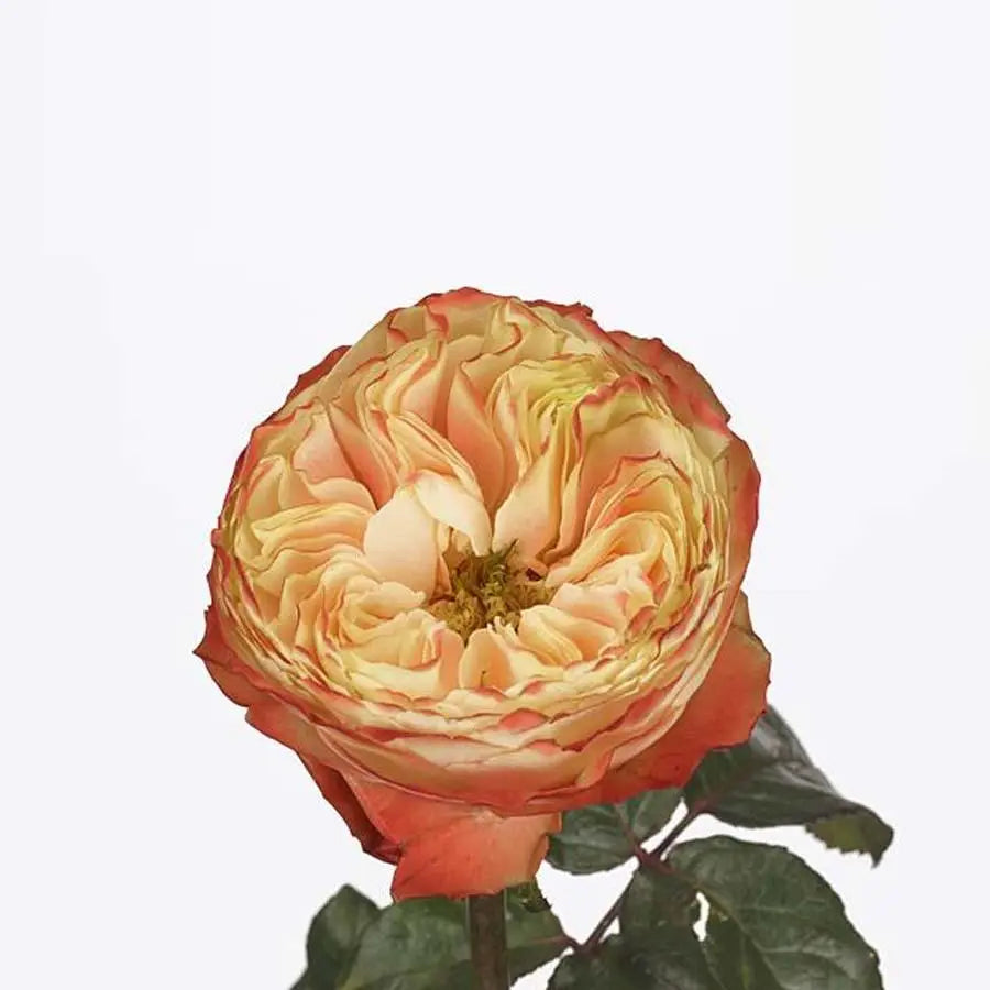 Rose Karma-BB - 40 Stem Bunch Holex Dutch