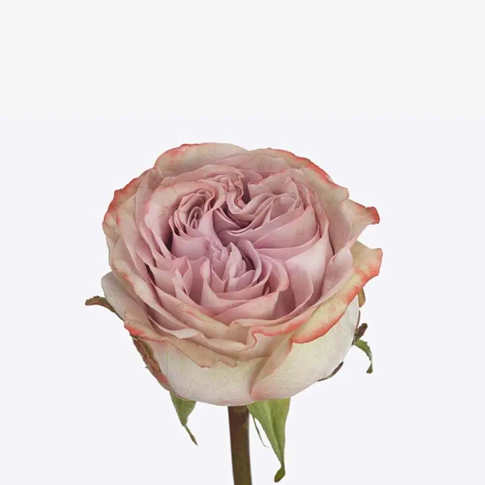 Rose Lilac Wonder