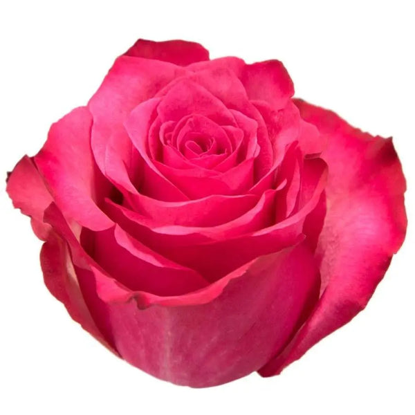 Rose_Lola_08f5a197-5894-4153-
