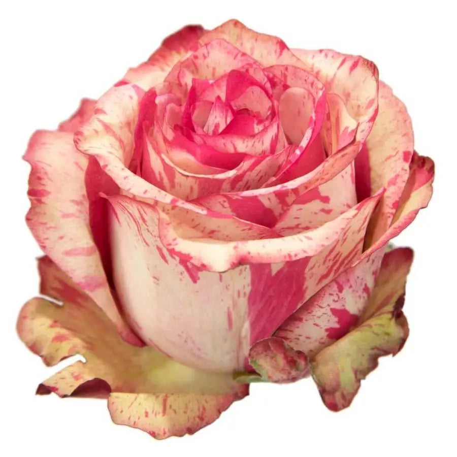 Rose Magic Times