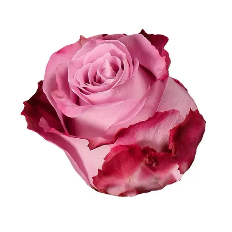 Rose Maritim