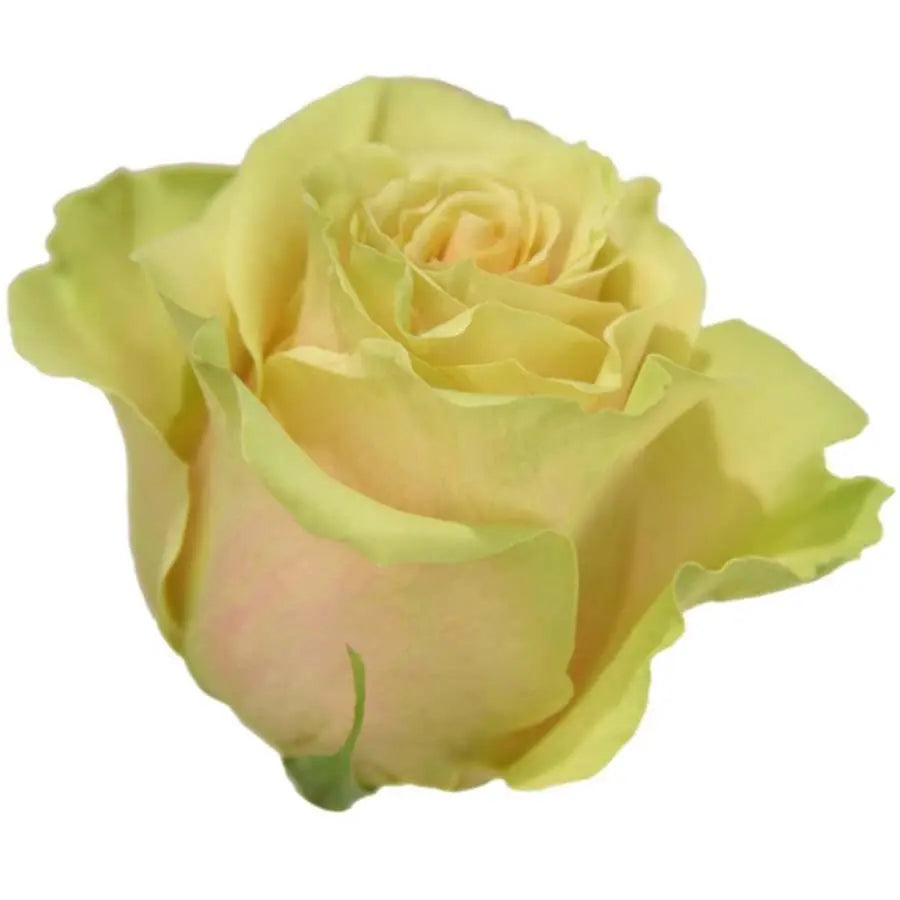 Rose Marvel