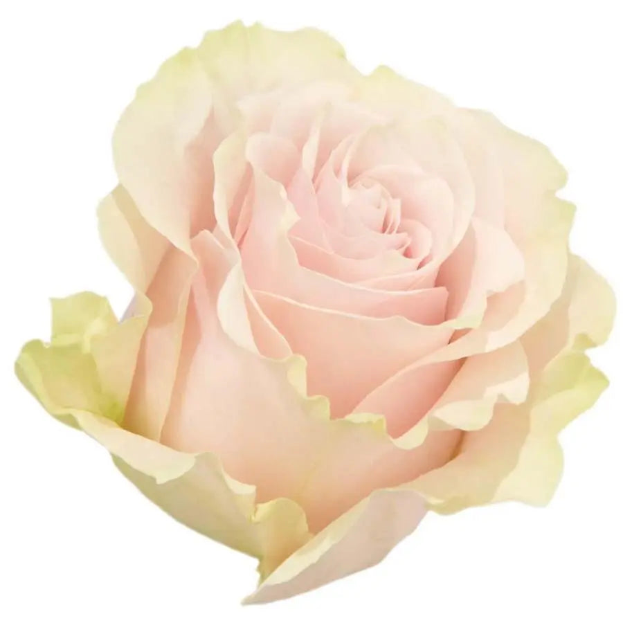 Rose Marzipan