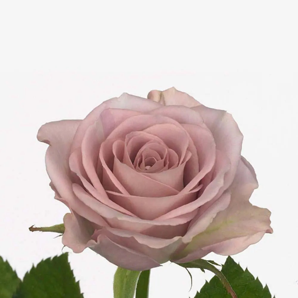 Rose Memory Lane 40 Stem Bunch PetalDriven