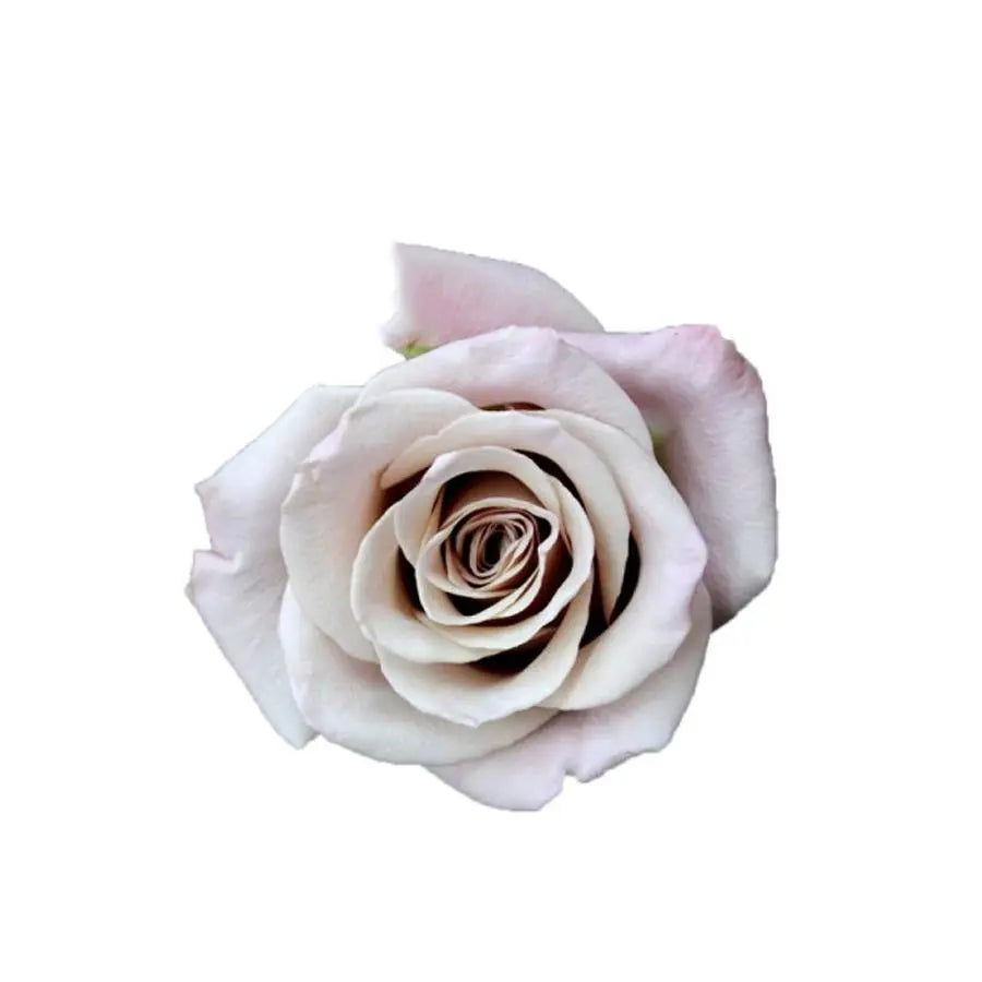 Rose Menta - 40 Stem Bunch Holex Dutch