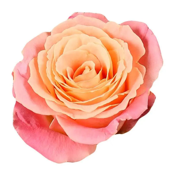 Rose_Miss_Piggy_ab7a1fc5-acd0-