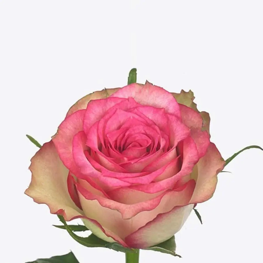 Rose Monique - 40 Stem Bunch Holex Dutch
