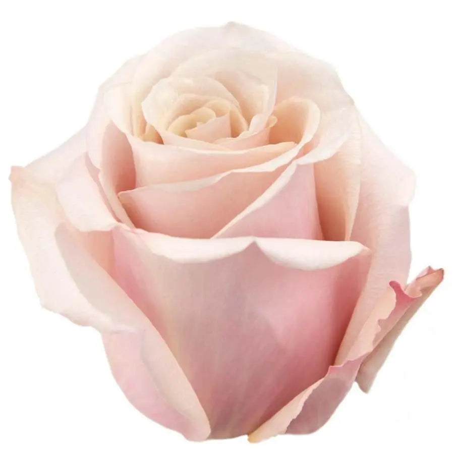 Rose Mother of Pearl