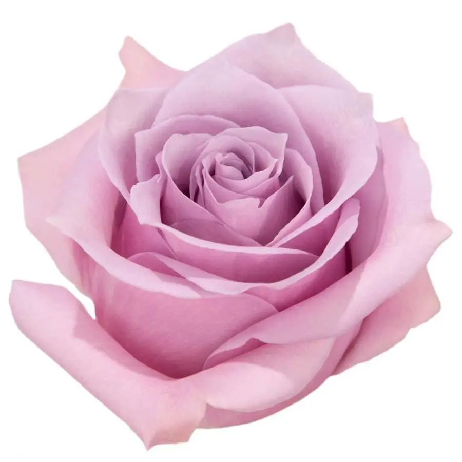 Rose Nautica