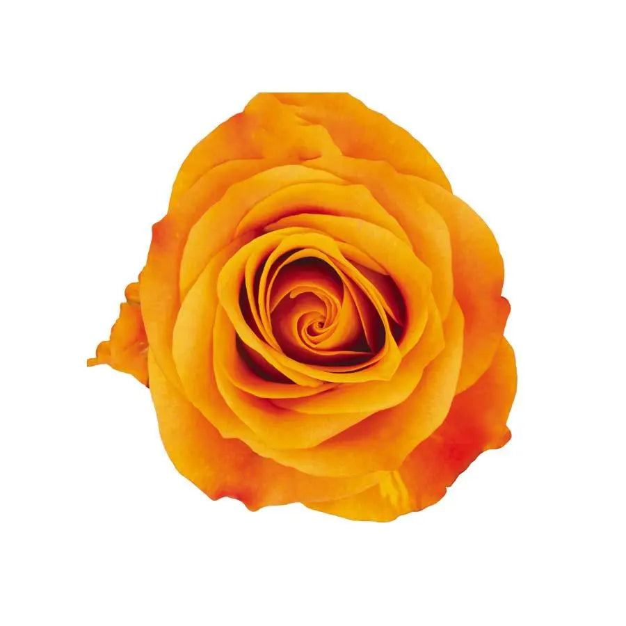Rose Nexus