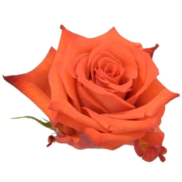 Rose_Nina_d7808d92-65d3-408c-