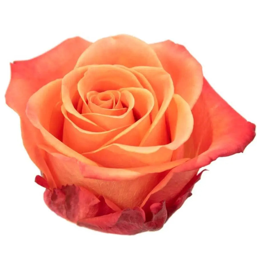 Rose Orange Crush