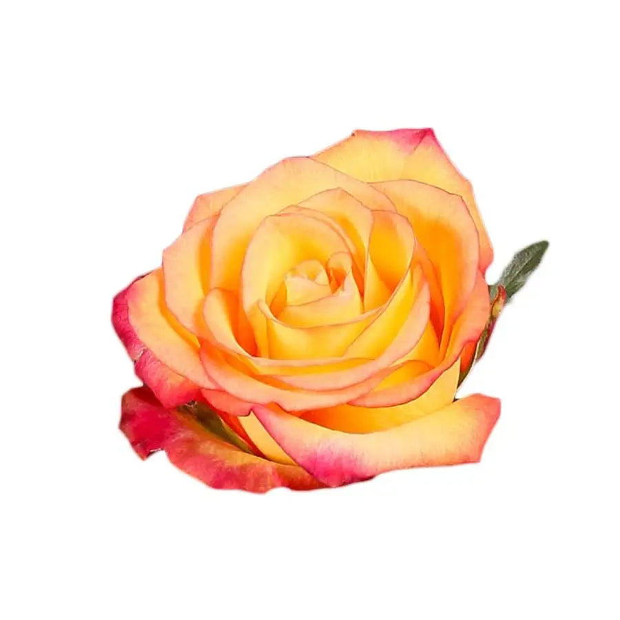 Rose Outlaw - 40 Stem Bunch Holex Dutch