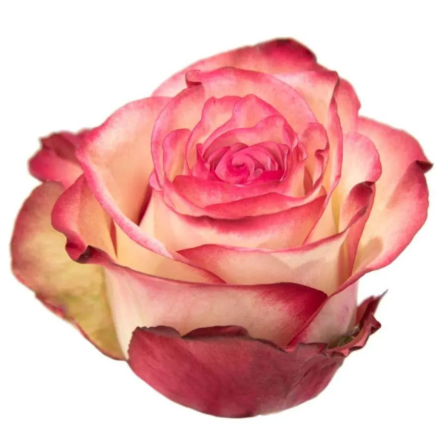 Rose Paloma