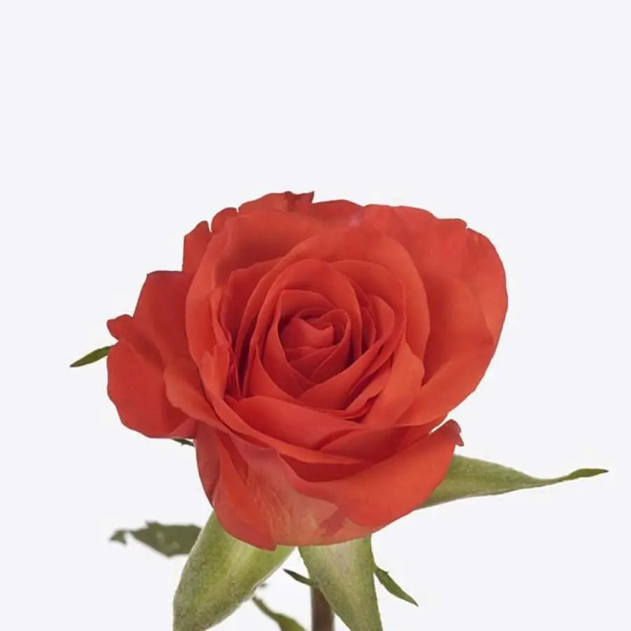 Rose Patz - 40 Stem Bunch Holex Dutch