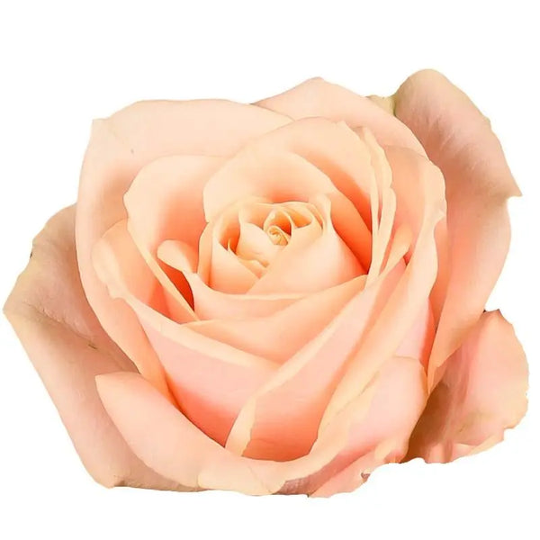 Rose_Pearl_Avalanche_7909f190-