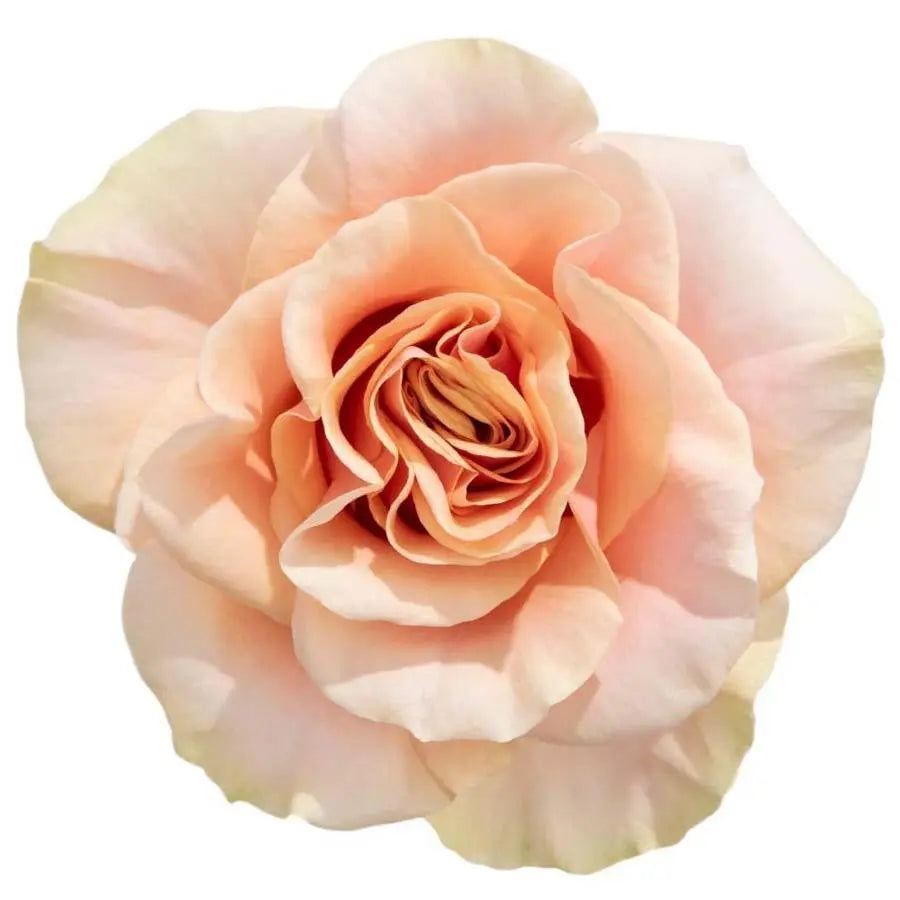 Rose Phoenix