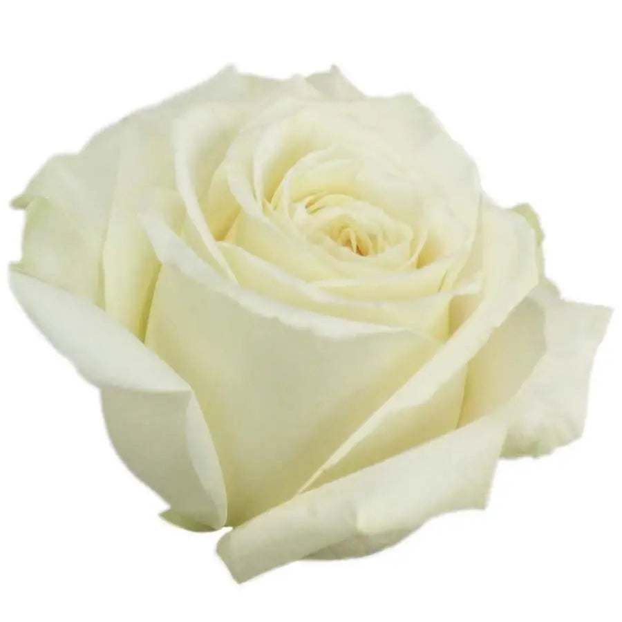 Rose Playa Blanca