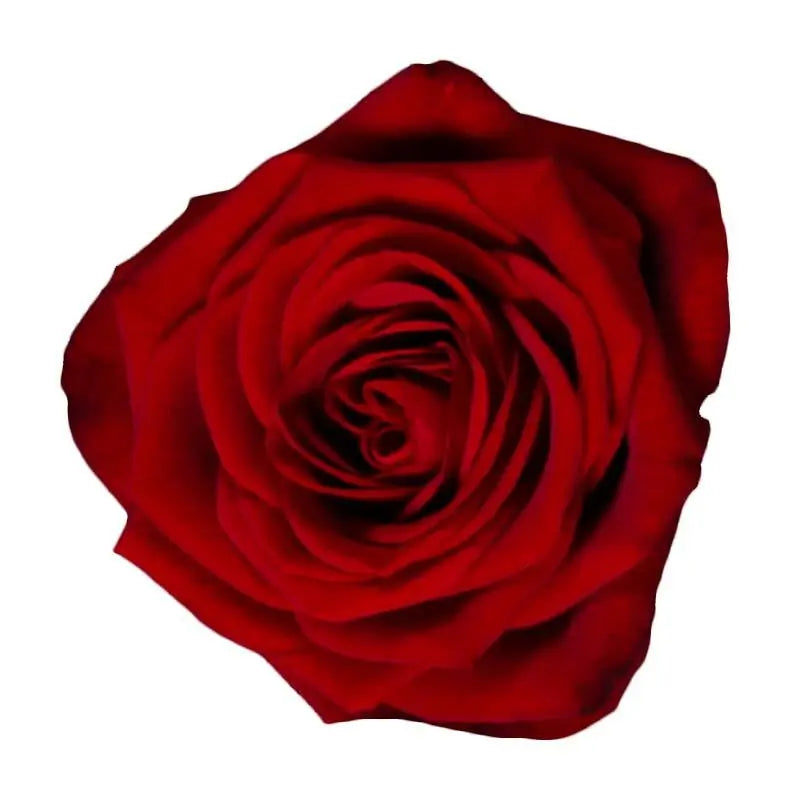 Rose Red Naomi