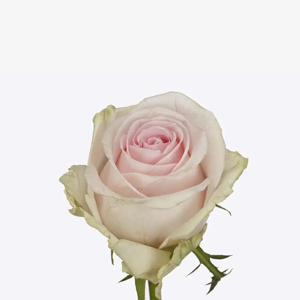 Rose Revival Sweet