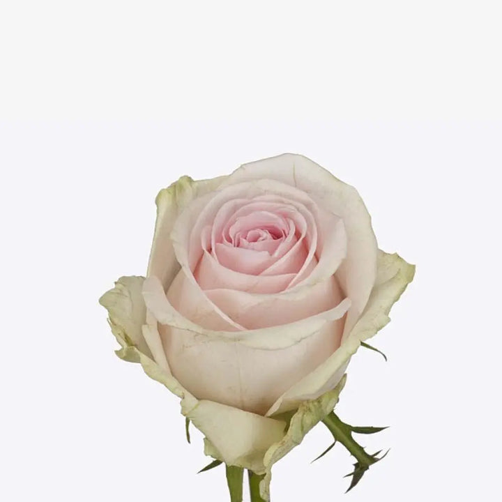 Rose Revival Sweet