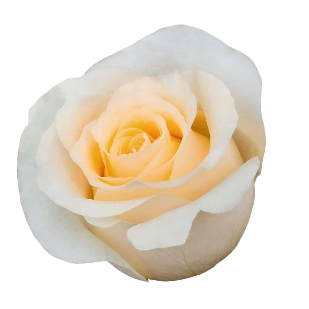 Rose Crème De La Crème