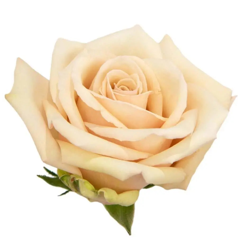 Rose Sahara