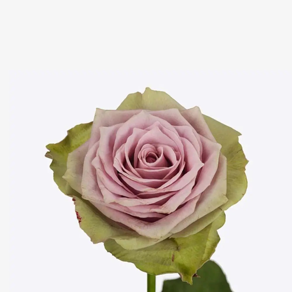 Rose Samantha's Bridal