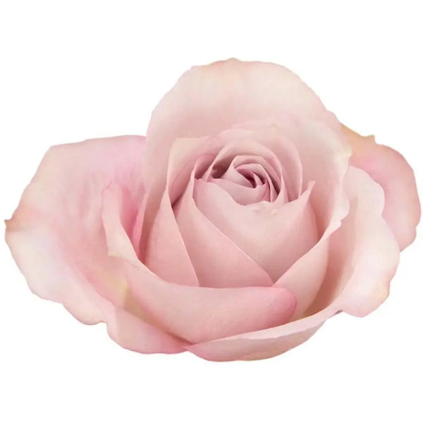 Rose_Secret_Garden_415f430e-