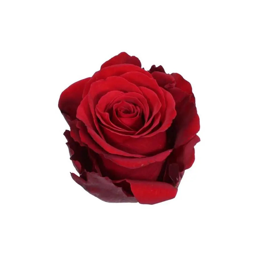 Rose Sexy Red