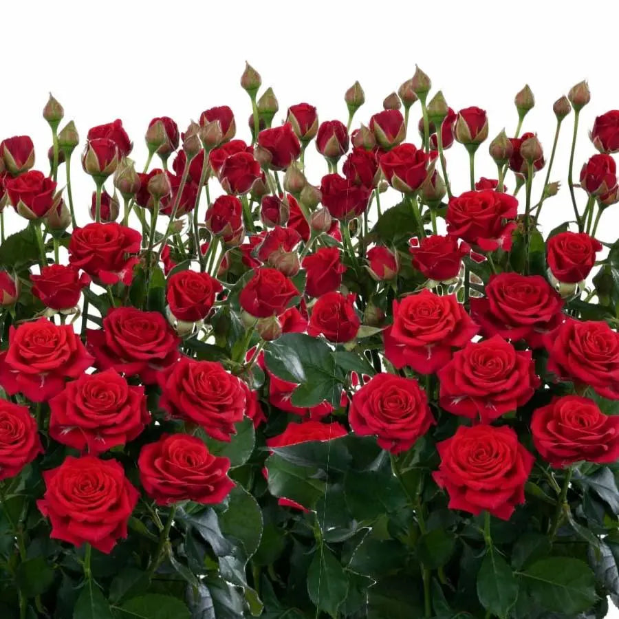 Spray Rose Mirabel - 10 Stem Bunch