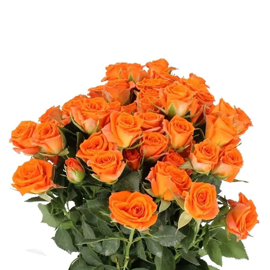 Spray Rose Orange - 10 Stem Bunch