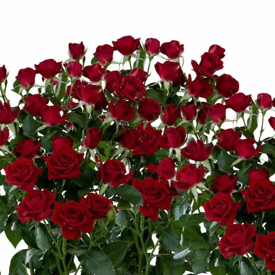Spray Rose Rubicon - 10 Stem Bunch