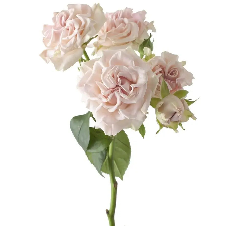 Spray Rose Sweet Flow - 10 Stem Bunch
