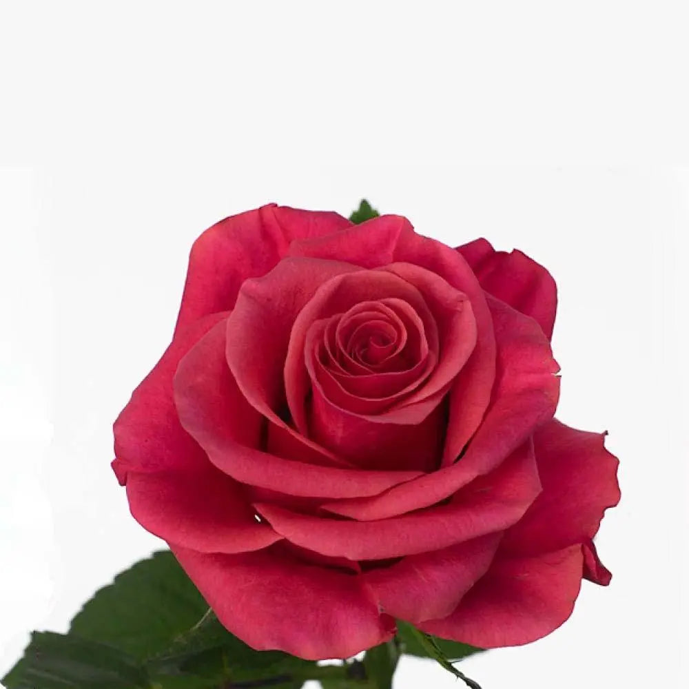 Rose Tacazzi