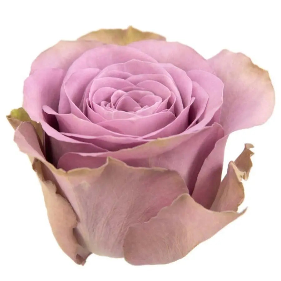 Rose Tiara - 125 Stems - PetalDriven
