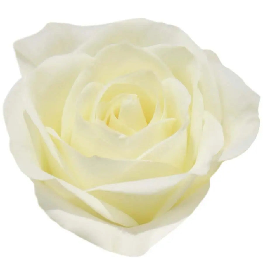 Rose Tibet